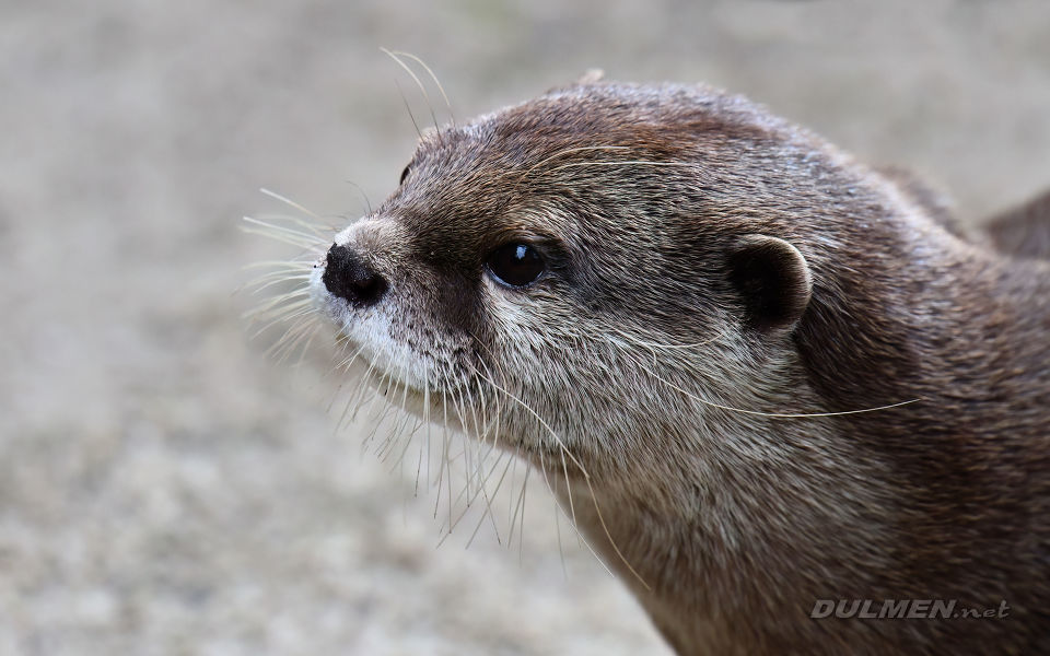 Asian small-clawed otter (Aonyx cinereus)
